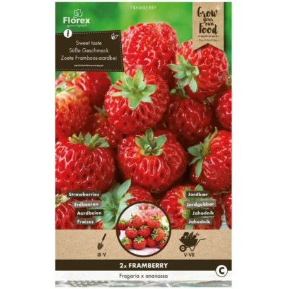 Jahodník Framberry - Fragaria ananassa - prodej prostokořenných sazenic - 2 ks