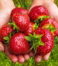 Jahodník Maxim - Fragaria ananassa - prodej prostokořenných sazenic - 3 ks