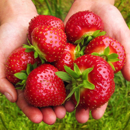 Jahodník Maxim - Fragaria ananassa - prodej prostokořenných sazenic - 3 ks