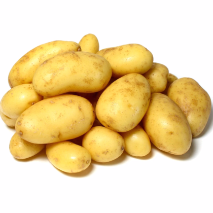Sadbové brambory Camelia - Solanum tuberosum - prodej sadby - 5 kg