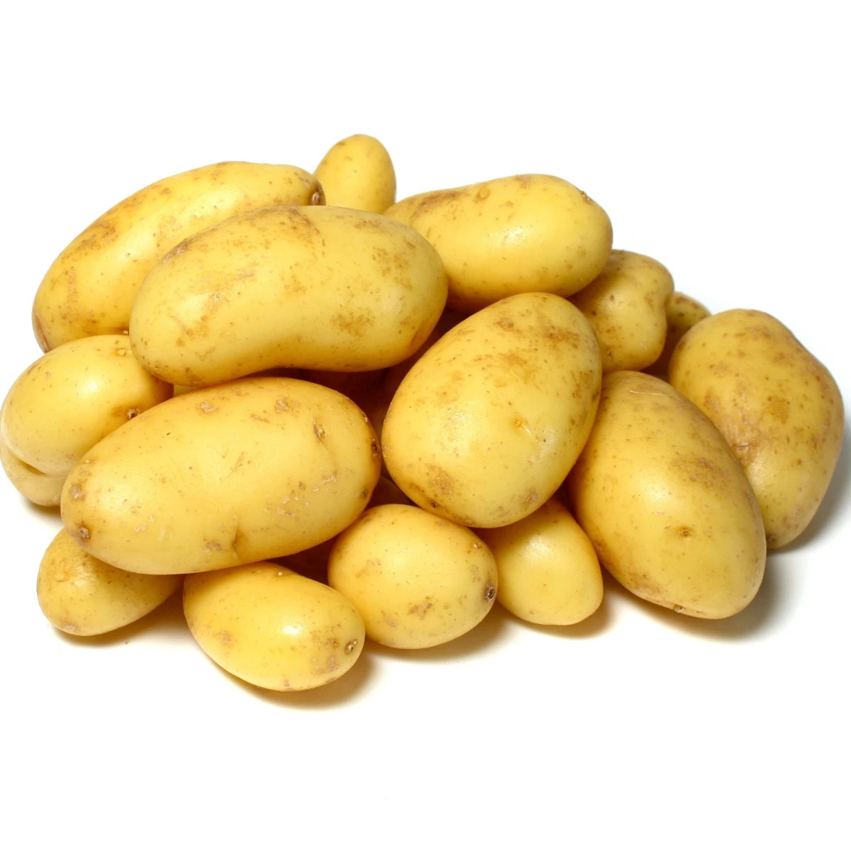 Sadbové brambory Camelia - Solanum tuberosum - prodej sadby - 5 kg