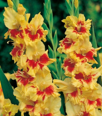 Gladiol Jester - Gladiolus - prodej cibulovin - 3 ks