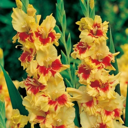 Gladiol Jester - Gladiolus - prodej cibulovin - 3 ks