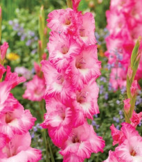 Gladiol Violet King - Gladiolus - prodej cibulovin - 3 ks