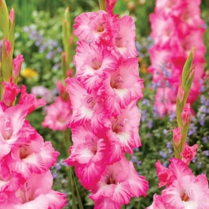 Gladiol Violet King - Gladiolus - prodej cibulovin - 3 ks