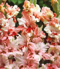 Gladiol Mindset - Gladiolus - prodej cibulovin - 3 ks