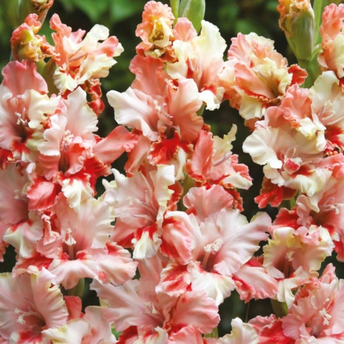 Gladiol Mindset - Gladiolus - prodej cibulovin - 3 ks