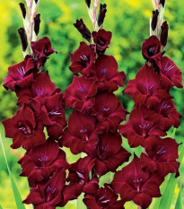 Gladiol At Night - Gladiolus - prodej cibulovin - 3 ks