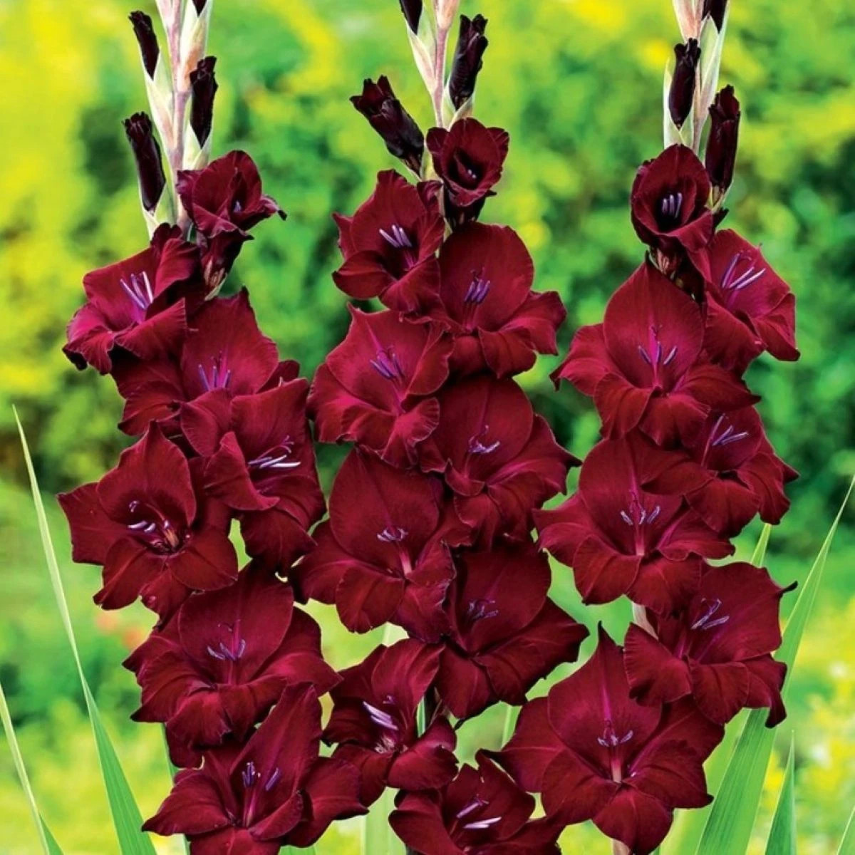 Gladiol At Night - Gladiolus - prodej cibulovin - 3 ks