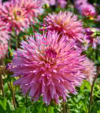 Jiřinka Nenekazi - Dahlia - prodej cibulovin - 1 ks