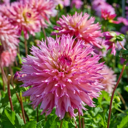 Jiřinka Nenekazi - Dahlia - prodej cibulovin - 1 ks