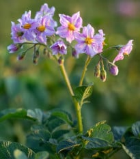 Brambory Jubila F1 - Solanum tuberosum - prodej semen - 1 ks