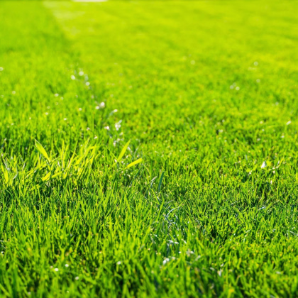 Trávník pro suchá stanoviště Premium - Kiepenkerl - prodej semen - 25 g