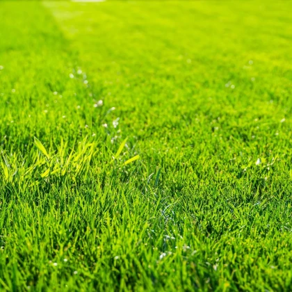 Trávník pro suchá stanoviště Premium - Kiepenkerl - prodej semen - 25 g