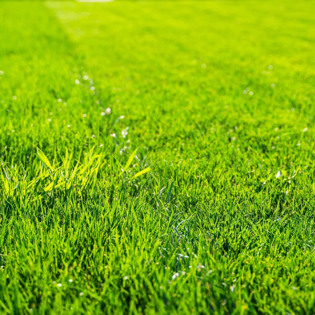 Trávník pro suchá stanoviště Premium - Kiepenkerl - prodej semen - 25 g