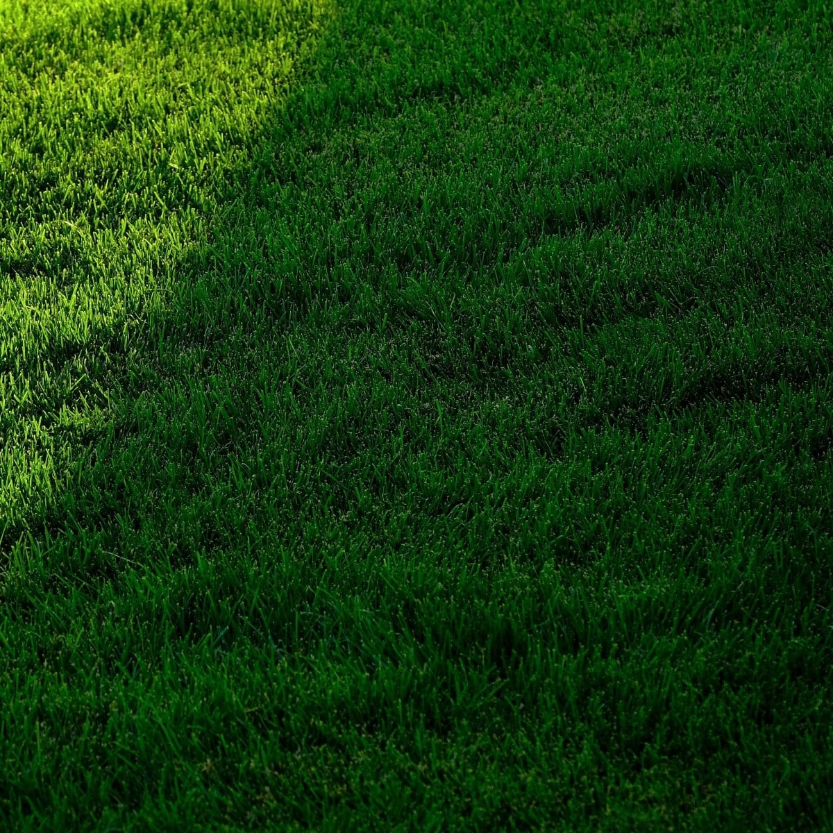 Trávník pro stinná stanoviště Premium - směs - Kiepenkerl - prodej semen - 25 g