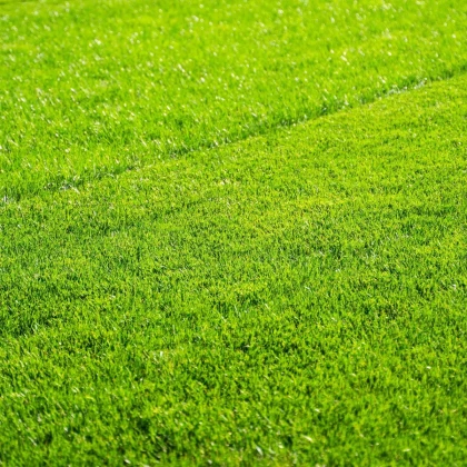 Trávník pro suchá stanoviště Premium Profi Line - směs - Kiepenkerl - prodej semen - 1 kg