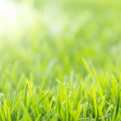 Trávník pro suchá stanoviště Premium Profi Line - směs - Kiepenkerl - prodej semen - 10 kg