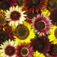 Slunečnice Formular Mix F1 - Helianthus annuus - prodej semen - 6 ks