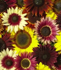 Slunečnice Formular Mix F1 - Helianthus annuus - prodej semen - 6 ks