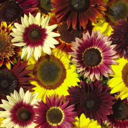 Slunečnice Formular Mix F1 - Helianthus annuus - prodej semen - 6 ks