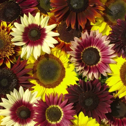 Slunečnice Formular Mix F1 - Helianthus annuus - prodej semen - 6 ks