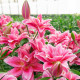 Lilie Lila Cloud - Lilium - prodej cibulovin - 1 ks