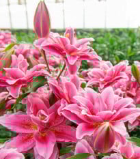 Lilie Lila Cloud - Lilium - prodej cibulovin - 1 ks