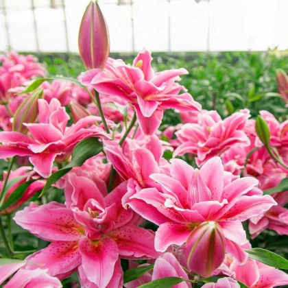 Lilie Lila Cloud - Lilium - prodej cibulovin - 1 ks
