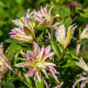 Lilie Sweet Rosy - Lilium - prodej cibulovin - 1 ks