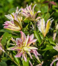 Lilie Sweet Rosy - Lilium - prodej cibulovin - 1 ks