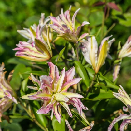 Lilie Sweet Rosy - Lilium - prodej cibulovin - 1 ks