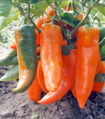 Paprika roční Timia - Capsicum annuum - prodej semen - 30 ks