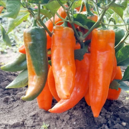 Paprika roční Timia - Capsicum annuum - prodej semen - 30 ks