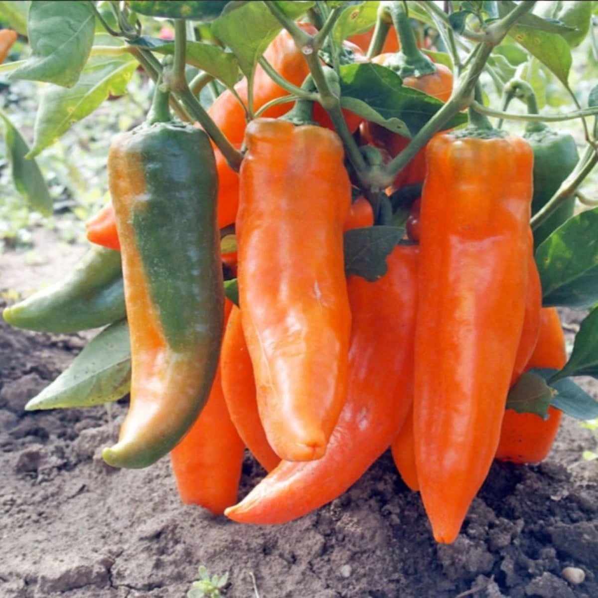 Paprika roční Timia - Capsicum annuum - prodej semen - 30 ks