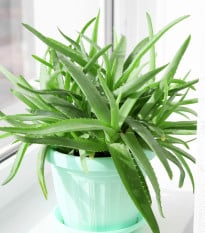 Aloe vera - Barbadensis miller - prodej semen - 6 ks