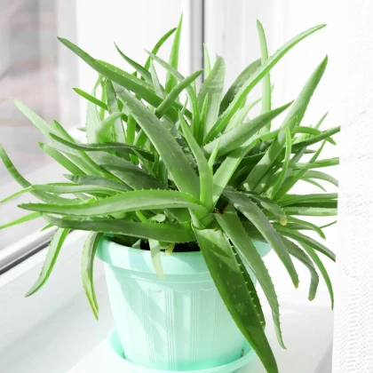 Aloe vera - Barbadensis miller - prodej semen - 6 ks