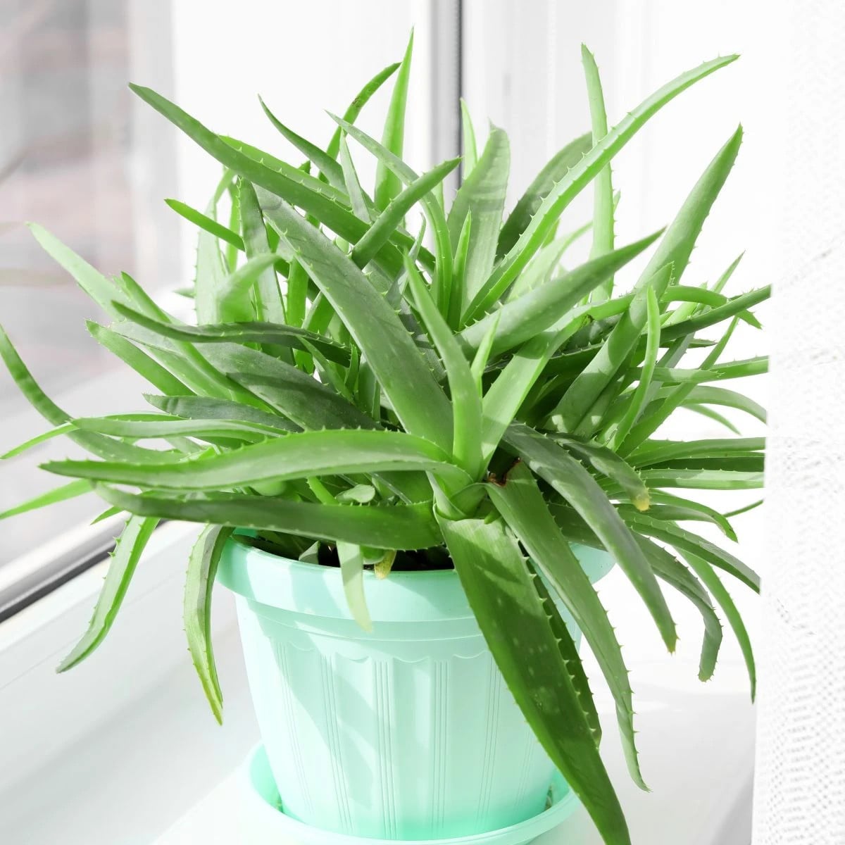 Aloe vera - Barbadensis miller - prodej semen - 6 ks