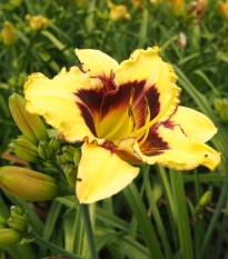 Denivka El Desperado - Hemerocallis - prodej cibulovin - 1 ks