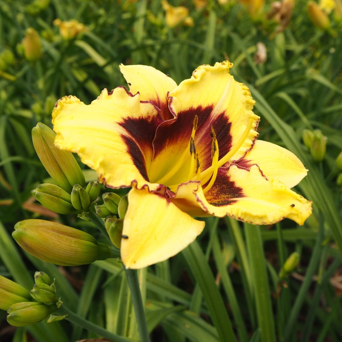Denivka El Desperado - Hemerocallis - prodej cibulovin - 1 ks