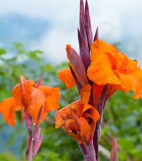 Dosna Durban - Canna - prodej cibulovin - 1 ks