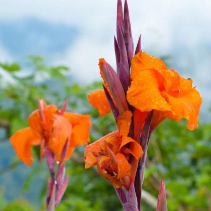 Dosna Durban - Canna - prodej cibulovin - 1 ks