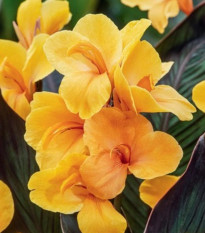 Dosna Louis Cottin - Canna - prodej cibulovin - 1 ks