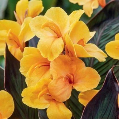 Dosna Louis Cottin - Canna - prodej cibulovin - 1 ks