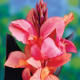 Dosna Champion - Canna - prodej cibulovin - 1 ks