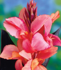 Dosna Champion - Canna - prodej cibulovin - 1 ks