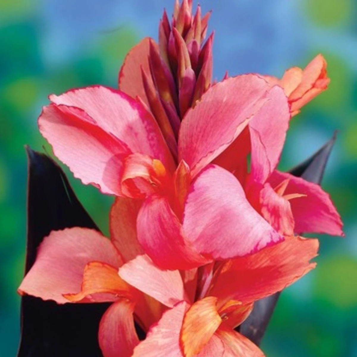 Dosna Champion - Canna - prodej cibulovin - 1 ks