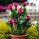 Kala Rose Queen - Zantedeschia - prodej cibulovin - 1 ks