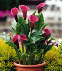 Kala Rose Queen - Zantedeschia - prodej cibulovin - 1 ks