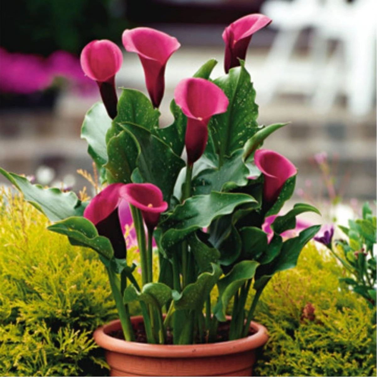 Kala Rose Queen - Zantedeschia - prodej cibulovin - 1 ks